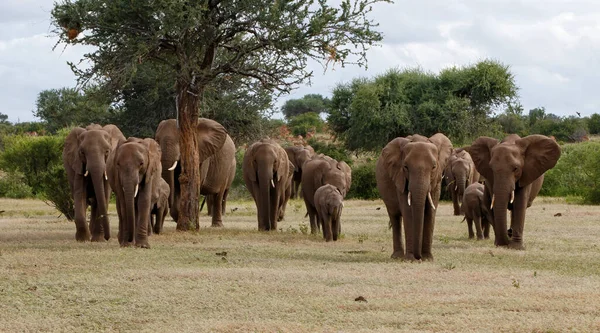 Olifanten Kudde Wandelen Mashatu Game Reserve Het Tuli Block Botswana — Stockfoto