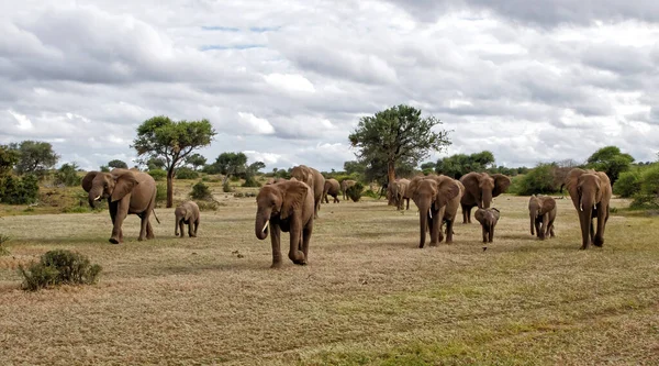 Olifanten Kudde Wandelen Mashatu Game Reserve Het Tuli Block Botswana — Stockfoto