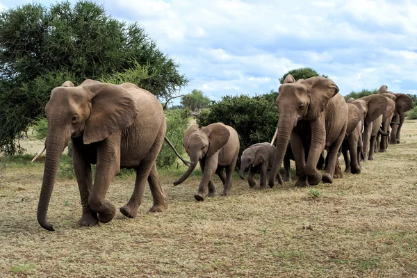 Olifanten Kudde Wandelen Mashatu Game Reserve Het Tuli Block Botswana — Stockfoto