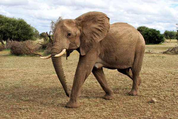 Rebanho Elefantes Caminhando Reserva Caça Mashatu Bloco Tuli Botsuana — Fotografia de Stock