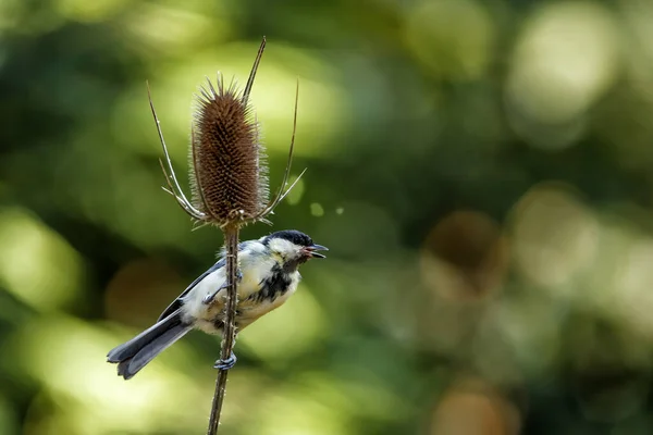 Great Tit Parus Major Wild Teasel Green Background Forest South — Stock Photo, Image