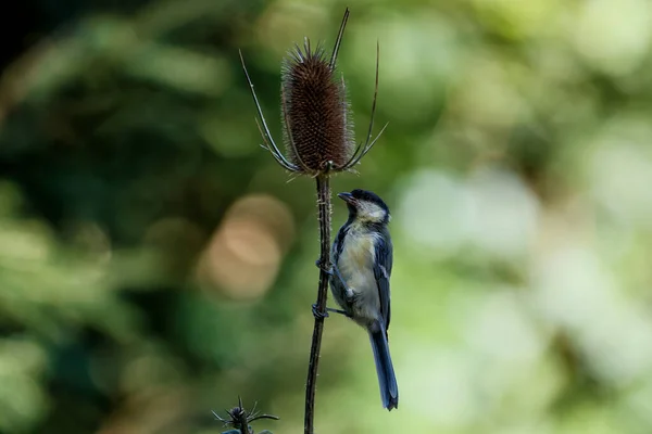 Great Tit Parus Major Wild Teasel Green Background Forest South — Stock Photo, Image