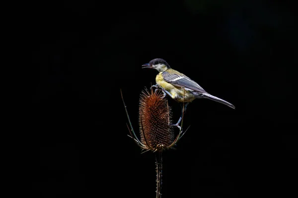 Great Tit Parus Major Wild Teasel Black Background Forest South — Stock Photo, Image