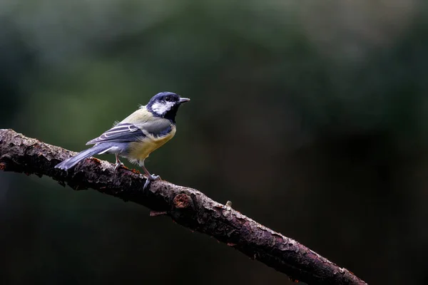 Great Tit Parus Major Branch Dark Background Forest South Netherlands — Stock Photo, Image