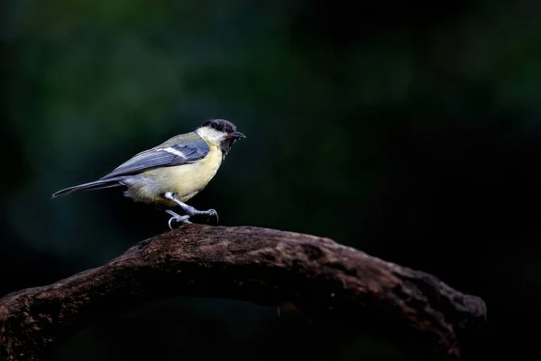 Great Tit Parus Major Branch Dark Background Forest South Netherlands — Zdjęcie stockowe