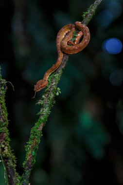 Orta Amerika Ağaç Boa 'sı, Corallus Annulatus, diğer adıyla ağaç boa, Trinidad Ağacı boa veya Kosta Rika' da bir dalda çalı boa.