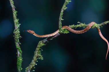 Orta Amerika Ağaç Boa 'sı, Corallus Annulatus, diğer adıyla ağaç boa, Trinidad Ağacı boa veya Kosta Rika' da bir dalda çalı boa.