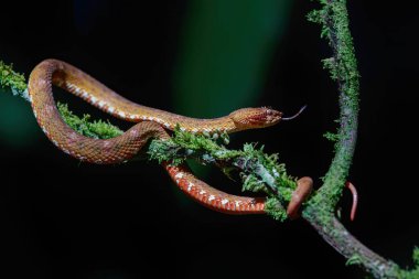 Orta Amerika Ağaç Boa 'sı, Corallus Annulatus, diğer adıyla ağaç boa, Trinidad Ağacı boa veya Kosta Rika' da bir dalda çalı boa.