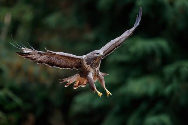 Hollanda 'da ormanda uçan akbaba, buteo buteo