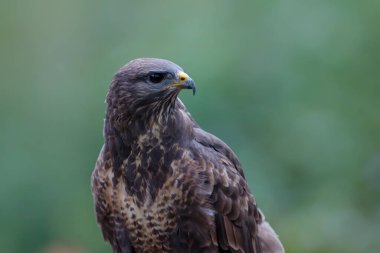 Bir akbabanın portresi, buteo buteo, Hollanda 'daki ormana bakıyor.