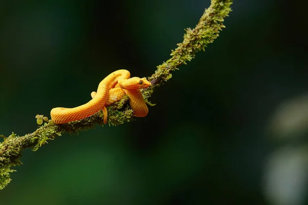 Víbora Pestañas Morfo Amarillo Bothriechis Schlegelii Con Fondo Oscuro Colgado —  Fotos de Stock