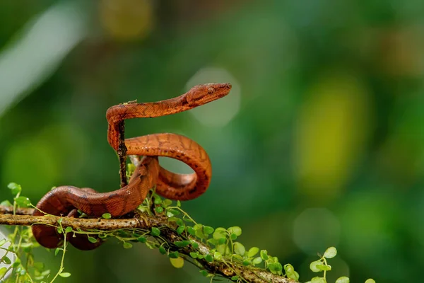 Mittelamerikanische Baumboa Corallus Annulatus Auch Bekannt Als Gemeine Baumboa Trinidad — Stockfoto