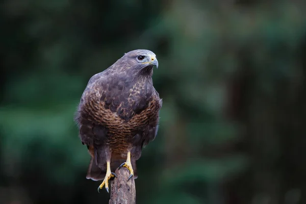 Myszołów Zwyczajny Buteo Buteo Siedzący Lesie Holandii — Zdjęcie stockowe