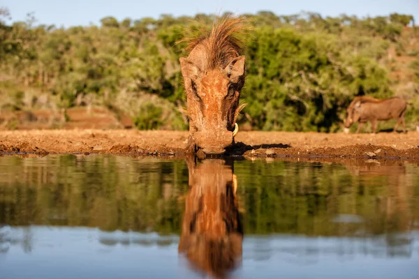 남아프리카 공화국음 근처에 구역에서 마시고 혹멧돼지 — 스톡 사진