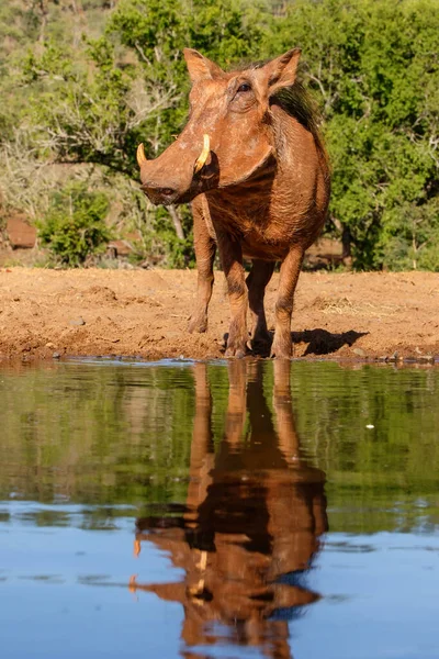 Warthog Πόσιμο Από Ένα Νερόλακκο Στο Zimanga Game Reserve Κοντά — Φωτογραφία Αρχείου