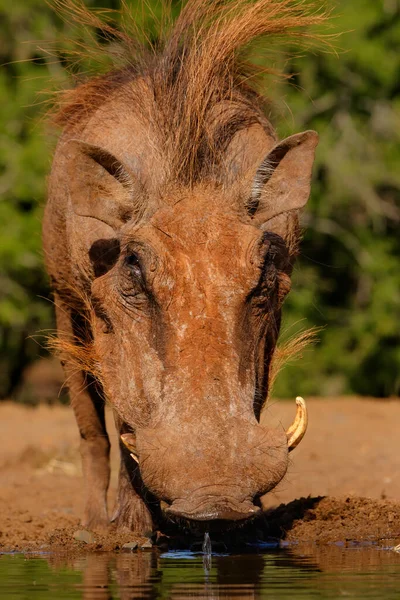 Warthog Bebiendo Pozo Agua Reserva Caza Zimanga Cerca Mkuze Sudáfrica —  Fotos de Stock