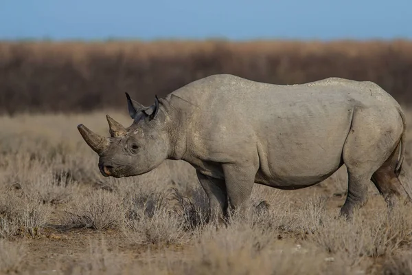 Black Rhino Bull Walking Plains Etosha National Park Namibia — Stock Photo, Image