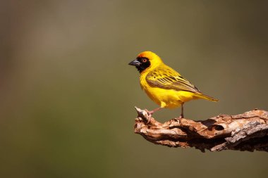 Southern masked weaver sitting on a branch in a game reserve near Mkuze in South Africa clipart