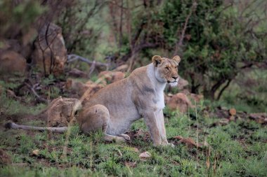 Güney Afrika 'nın Badplaas kenti yakınlarındaki Nkomazi Oyun Rezervi' nde kayalık bir bölgede dişi aslan avlıyor.