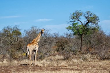 Zürafa Güney Afrika 'daki Kruger Ulusal Parkı' nda yiyecek arıyor.