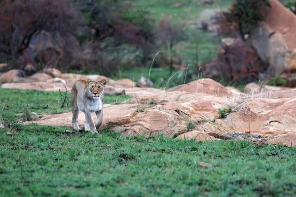 Caccia Leonessa Una Zona Rocciosa Nella Riserva Caccia Nkomazi Vicino — Foto Stock