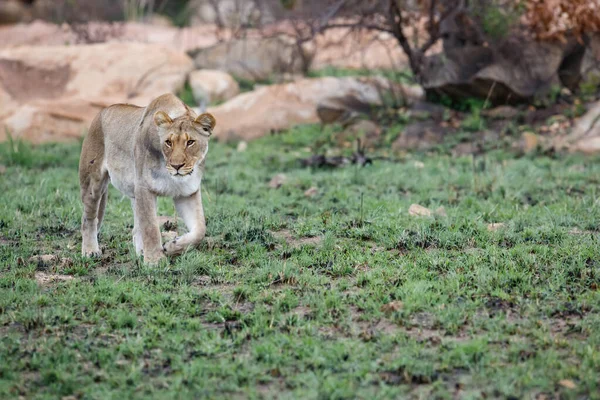 南アフリカのBadplas市近くのNkomaziゲームリザーブの岩場での雌ライオン狩り — ストック写真
