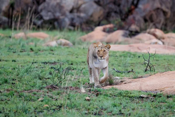 Lioness hunting in a rocky area in Nkomazi Game Reserve near the city of Badplaas in South Africa