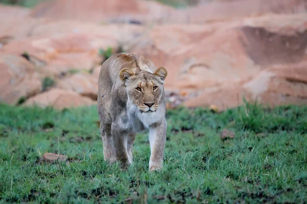 Lioness hunting in a rocky area in Nkomazi Game Reserve near the city of Badplaas in South Africa