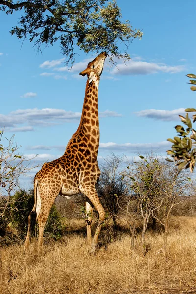 Giraffe Zoek Naar Voedsel Het Kruger National Park Zuid Afrika — Stockfoto