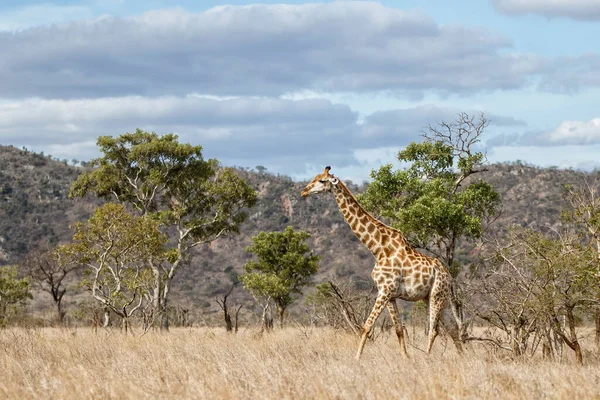 Zürafa Güney Afrika Daki Kruger Ulusal Parkı Nda Yiyecek Arıyor — Stok fotoğraf