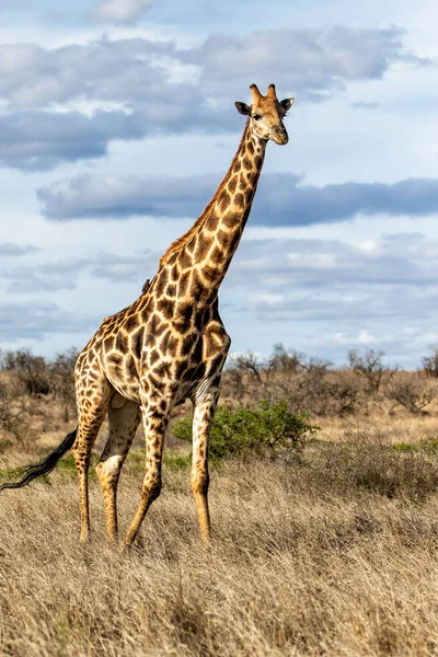 Zsiráf Élelmet Keres Dél Afrikai Kruger Nemzeti Parkban — Stock Fotó