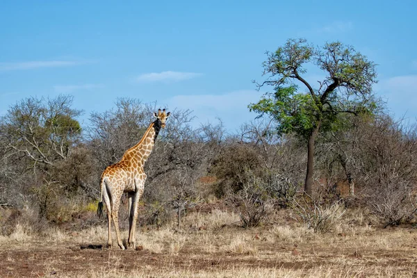 Giraffe Zoek Naar Voedsel Het Kruger National Park Zuid Afrika — Stockfoto