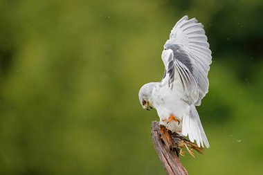 Siyah kanatlı uçurtma (Elanus caeruleus) Hollanda 'da bir avla birlikte bir dalda oturuyor.