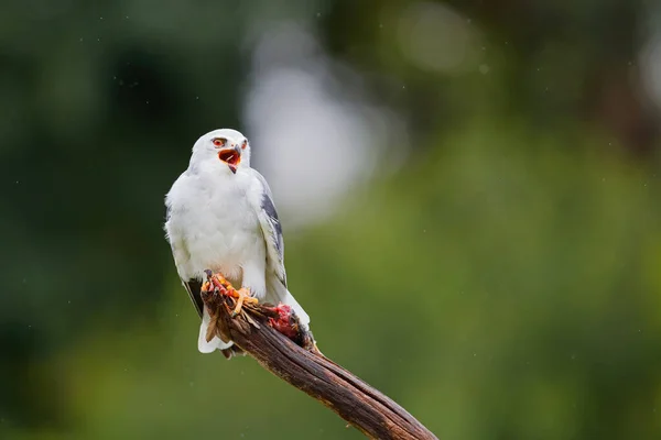 Zwarte Vlieger Elanus Caeruleus Zittend Een Tak Met Een Prooi — Stockfoto