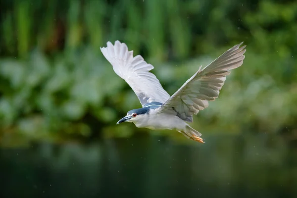 黑冠夜鹭 Nycticorax Nycticorax 飞越一个小湖面 — 图库照片