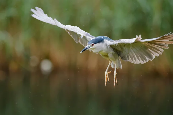Heron Noite Preto Coroado Nycticorax Nycticorax Voando Sobre Pequeno Lago — Fotografia de Stock