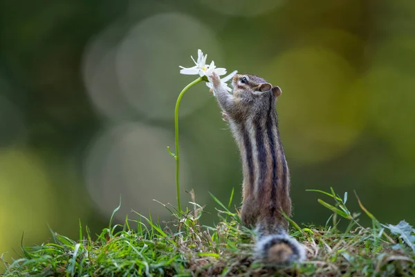 Sibirisches Streifenhörnchen Eutamias Sibiricus Auf Nahrungssuche Und Blumenessen Wald Noord — Stockfoto
