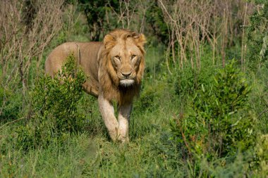 Aslan Kral. Güney Afrika 'daki Hluhluwe Ulusal Parkı' nda baskın erkek aslan (Panthera leo)