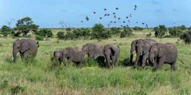 Güney Afrika 'daki Kruger Ulusal Parkı' nda fil sürüsü.