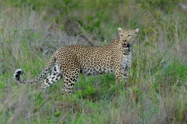 Leopar erkek, Güney Afrika 'nın Büyük Kruger Bölgesi' ndeki Sabi Kumları Oyun Alanı 'nda takılıyor.
