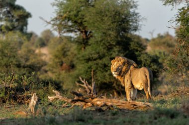 Yeşil sezonda Güney Afrika 'daki Kruger Ulusal Parkı' nda takılan baskın erkek aslan.