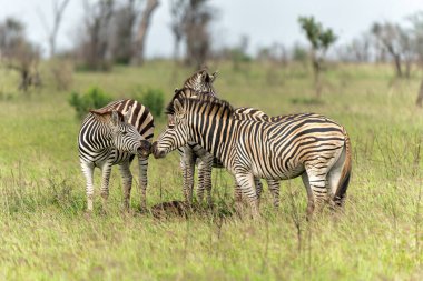 Zebra Güney Afrika 'daki Kruger Ulusal Parkı' nda dolanıp duruyor.
