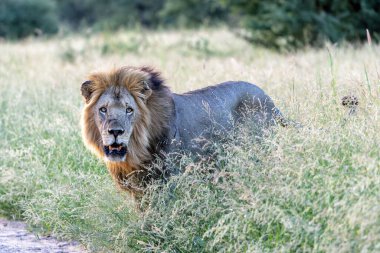 Yeşil sezonda Güney Afrika 'daki Kruger Ulusal Parkı' nda takılan baskın erkek aslan.