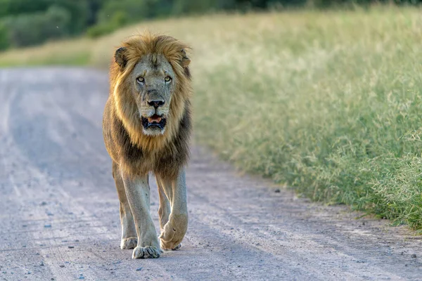 Yeşil sezonda Güney Afrika 'daki Kruger Ulusal Parkı' nda takılan baskın erkek aslan.