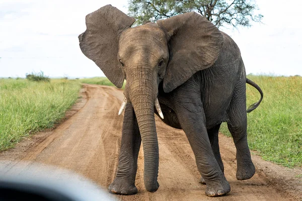 Güney Afrika 'daki Kruger Ulusal Parkı' nda yürüyen fil boğası.