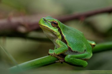 Hollanda 'nın Noord Brabant kentindeki ormanda oturan Avrupa Ağaç Kurbağası (Hyla arborea)