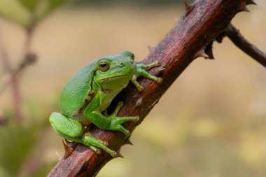 Hollanda 'nın Noord Brabant kentindeki ormanda oturan Avrupa Ağaç Kurbağası (Hyla arborea)