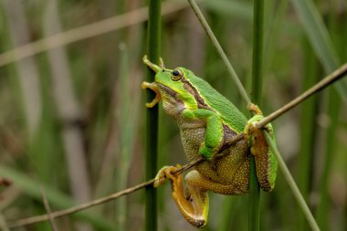 Hollanda 'nın Noord Brabant kentindeki ormanda oturan Avrupa Ağaç Kurbağası (Hyla arborea)