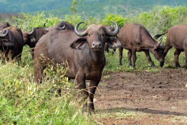 Buffalo (Syncerus caffer) Güney Afrika 'daki Hluhluwe Imfolozi Ulusal Parkı' ndaki Hilltop dinlenme tesisine yakın bir yerde takılıyor ve çamur banyosu yapıyor.