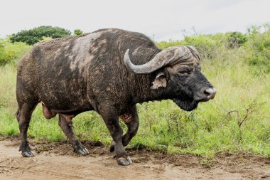Buffalo (Syncerus caffer) Güney Afrika 'daki Hluhluwe Imfolozi Ulusal Parkı' ndaki Hilltop dinlenme tesisine yakın bir yerde takılıyor ve çamur banyosu yapıyor.